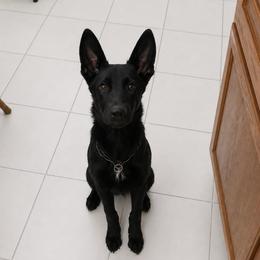 Kenai Von Wurdighaus - Black male German Shepherd puppy in Adelanto, California from Würdighaus Kennels