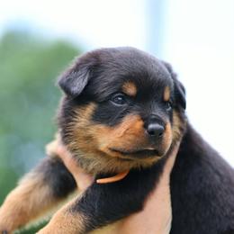Brown puppy - Black and mahogany male Rottweiler puppy in Michie, Tennessee from Schone Rasse Rottweilers