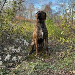 Catahoula Leopard Dog Puppies from Bons Temps Catahoulas