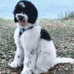 Gunner - Bernedoodle