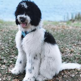 Gunner - Bernedoodle