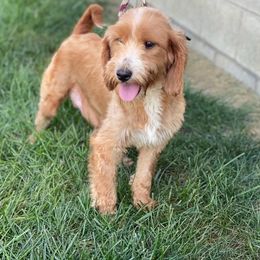 Stella - Goldendoodle