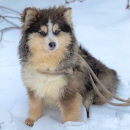 Bluey - Blue male Pomsky puppy in Lewiston, Minnesota from Family Pomsky