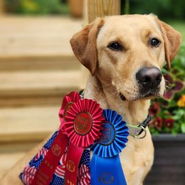 Labrador Retrievers from VK Labradors