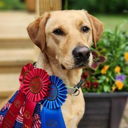 Labrador Retrievers from VK Labradors
