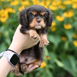 Boots - Chocolate male Cavalier King Charles Spaniel puppy in Sugarcreek, Ohio from Chocolate Cavalier
