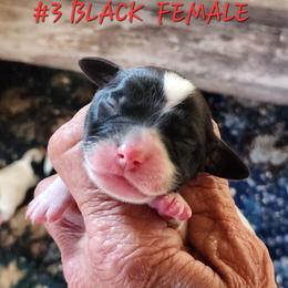 Lady - Black and white female English Springer Spaniel puppy in Craig, Nebraska from Fur & Feathers Kennel