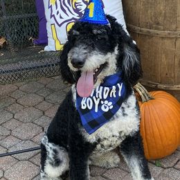 Brady - Poodle