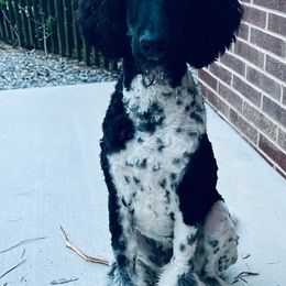 Bernedoodles, Goldendoodles, and Poodles from Elevated Standards NC