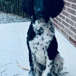 Bernedoodles, Goldendoodles, and Poodles from Elevated Standards NC
