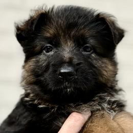 Raven - Black and red female German Shepherd puppy in Johnstown, Ohio from Vom Haus Neufus