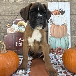 Boxer Puppies from The Holistic Boxer