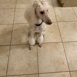 Kona - Poodle