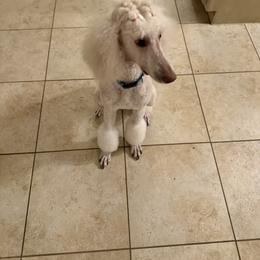 Kona - Poodle