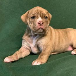 Olde English Bulldogge Puppies from Bobblehead Bulldogges