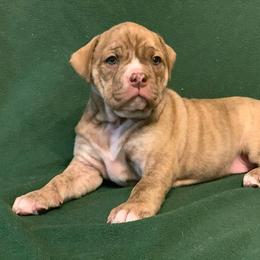 Olde English Bulldogge Puppies from Bobblehead Bulldogges