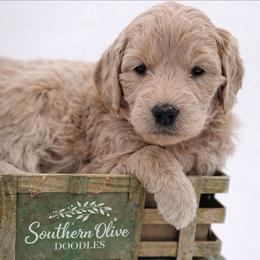 Green - Apricot male Goldendoodle puppy in Byron, Georgia from Southern Olive Doodles 🫒