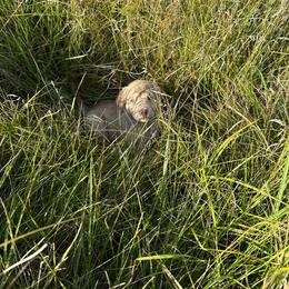 Chesapeake Bay Retriever Puppies from GemiLamb Gun Dogs