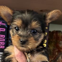 AKC-Elphie - Black and tan female Yorkshire Terrier puppy in Gambrills, Maryland from Corinne's Yorkshire Terriers