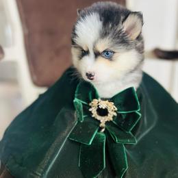 McCall - Black and white female Pomsky puppy in Rathdrum, Idaho from Smart Pomskies and Frenchies