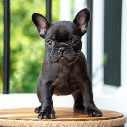 Belgian Malinois and French Bulldog Puppies from Hershel's