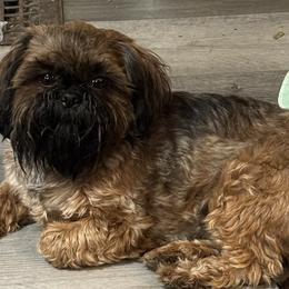 Nova - Shih Tzu