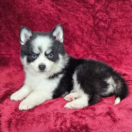 Porthos - Black and white male Pomsky puppy in Spokane, Washington from Spokane Pomskies