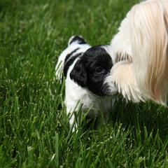 Schapendoes Puppies from Dream Star Schapendoes