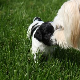 Schapendoes Puppies from Dream Star Schapendoes