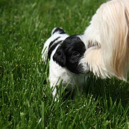 Schapendoes Puppies from Dream Star Schapendoes
