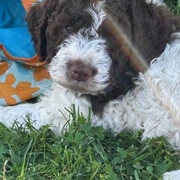 Grey boy - White Lagotto Romagnolo puppy in Sacramento, California from Innamorati Lagotti