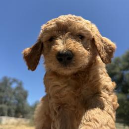 Goldendoodle and Labradoodle Puppies from California Double Doodles