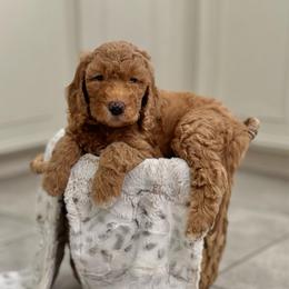 Funshine Bear- Yellow Collar - Red  male Goldendoodle puppy in Bay City, Texas from Charming Doods Goldendoodles