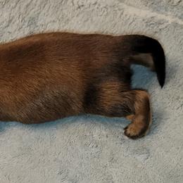 Dachshund Puppies from CLARK'S BREEDING PROGRAM