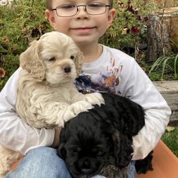 Cocker Spaniel Puppies from Doc's Cockers