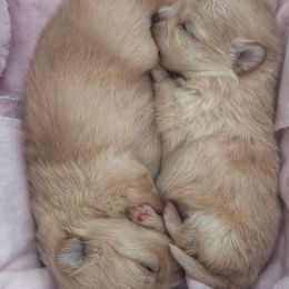 Pomeranian Puppies from The Pom Palace