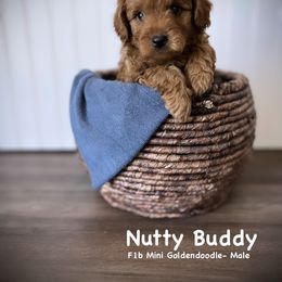 Bernedoodle, Cavapoo, Goldendoodle, and Poodle Puppies from Gypsi Doodles & Poodles