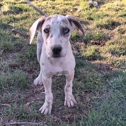 Tiny - Harlequin female Great Dane puppy in Cunningham, Kansas from Garden Grove Great Danes