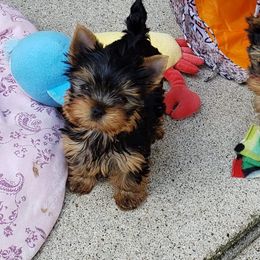 Yorkshire Terrier Puppies from LuvStruck Yorkies