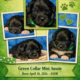 Green collar - Black tri male Miniature Australian Shepherd puppy in 32046, Florida from River Hill Ranch