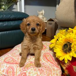 Ollie - Apricot male Goldendoodle puppy in Centralia, Missouri from Oodles Of Doodles Mo.