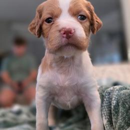 Cabbage - Orange and white female Brittany puppy in Alma, Georgia from Edenbright Brittanys