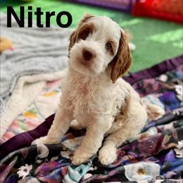 Nitro - Red male Australian Labradoodle puppy in Londonderry, New Hampshire from Granite State Labradoodles