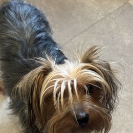 Diamond - Yorkshire Terrier