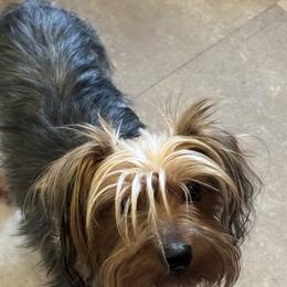 Diamond - Yorkshire Terrier