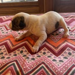 Rose - White and fawn brindle female Whippet puppy in Oneida, Tennessee from Saving Grace