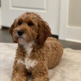 Millie - Goldendoodle