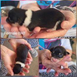 Girl 2 - Black and tan female Pembroke Welsh Corgi puppy in Odessa, Missouri from LOYAL T K9's CORGIS