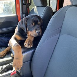 Rottweiler Puppies from Von Hushon Rottweilers