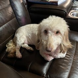 Sugar - Dachshund